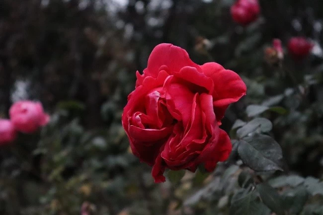 入门微单竟然这么轻?佳能这款相机让新手秒变摄影达人(图21)